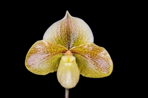 Paphiopedilum Action Central Hail Storm HCC/AOS 78 pts.